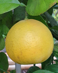 Bio Zitrus Grapefruit 'Grusevidnyj' (*)