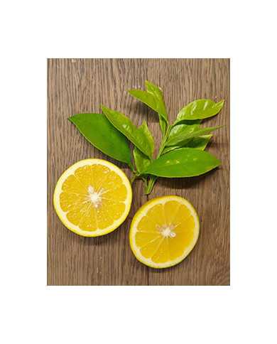 Bio Zitrus Grapefruit 'Grusevidnyj' (*)