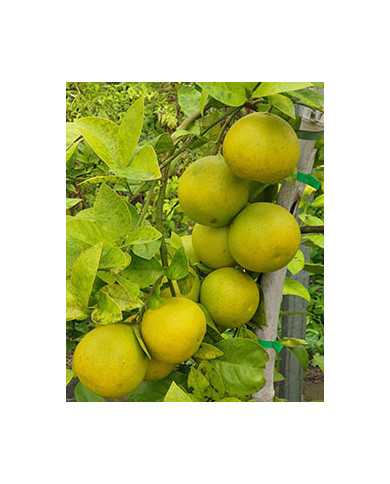 Bio Zitrus Grapefruit 'Grusevidnyj' (*)