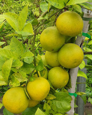 Bio Zitrus Grapefruit 'Grusevidnyj' (*)
