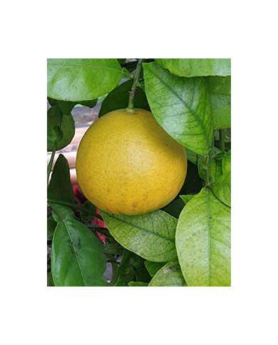 Bio Zitrus Grapefruit 'Grusevidnyj' (*)