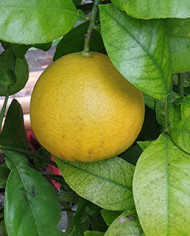 Bio Zitrus Grapefruit 'Grusevidnyj' (*)