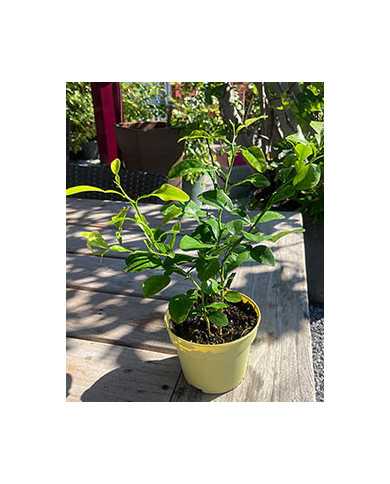 biozitruskaffirlimette