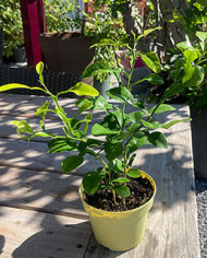 biozitruskaffirlimette biozitruskaffirlimette