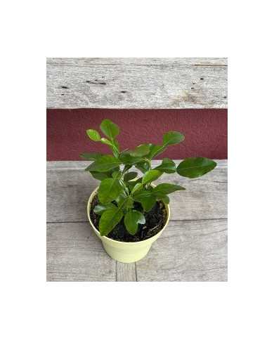 Bio Zitrus Kaffirlimette, Zitronenblatt Bio Zitrus Kaffirlimette, Zitronenblatt