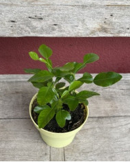 Bio Zitrus Kaffirlimette, Zitronenblatt Bio Zitrus Kaffirlimette, Zitronenblatt