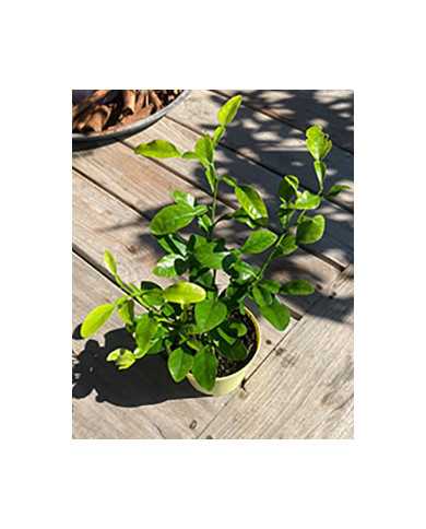 Bio Zitrus Kaffirlimette, Zitronenblatt Bio Zitrus Kaffirlimette, Zitronenblatt