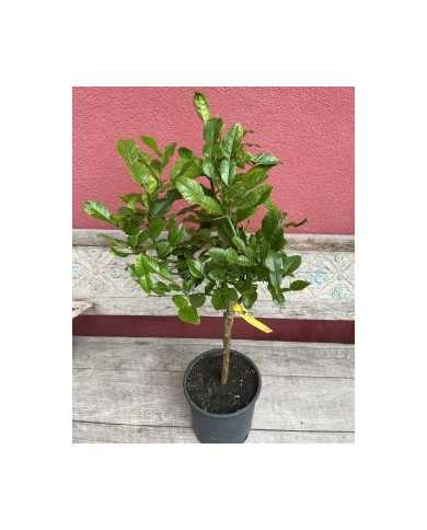 Bio Zitrus Kaffirlimette, Zitronenblatt Bio Zitrus Kaffirlimette, Zitronenblatt