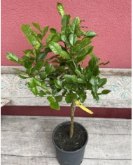 Bio Zitrus Kaffirlimette, Zitronenblatt Bio Zitrus Kaffirlimette, Zitronenblatt