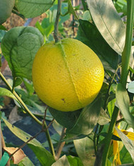 Bio Zitrus Orange 'Chimera' (*)
