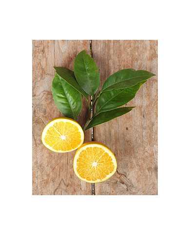 Bio Zitrus Orange 'Chimera' (*)