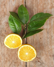 Bio Zitrus Orange 'Chimera' (*)