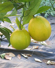 Bio Zitrus Orange 'Chimera' (*)