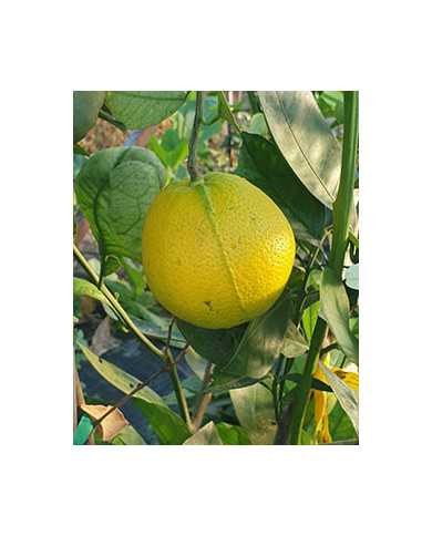 Bio Zitrus Orange 'Chimera' (*)