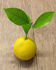 biozitrusorange'korolokbatumskij'