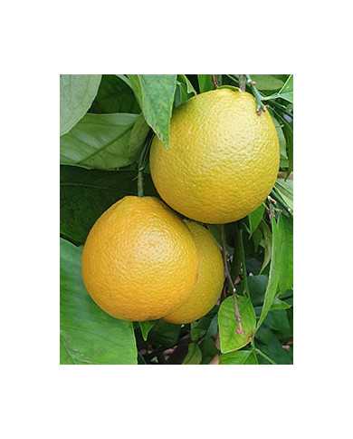 Bio Zitrus Orange 'Korolok Batumskij' (*)