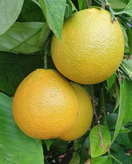 Bio Zitrus Orange 'Korolok Batumskij' (*)