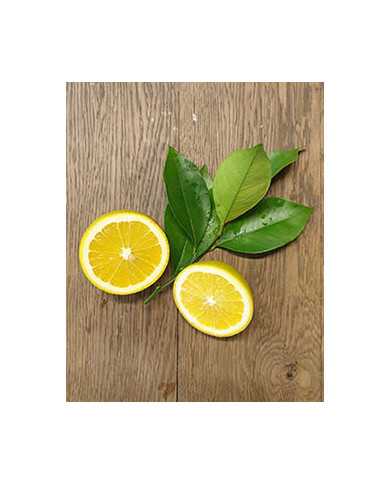 Bio Zitrus Orange 'Korolok Batumskij' (*)