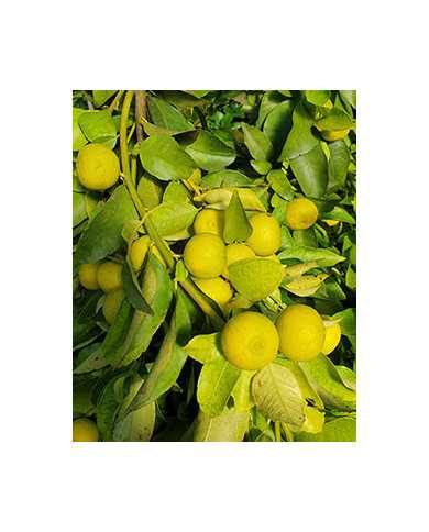 Bio Zitrus - Yuzu - Japanische Zitrone (*) Bio Zitrus - Yuzu - Japanische Zitrone (*)