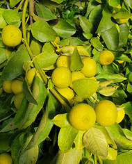 Bio Zitrus - Yuzu - Japanische Zitrone (*) Bio Zitrus - Yuzu - Japanische Zitrone (*)