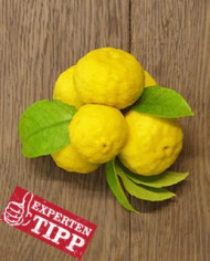 Bio Zitrus - Yuzu - Japanische Zitrone (*) Bio Zitrus - Yuzu - Japanische Zitrone (*)