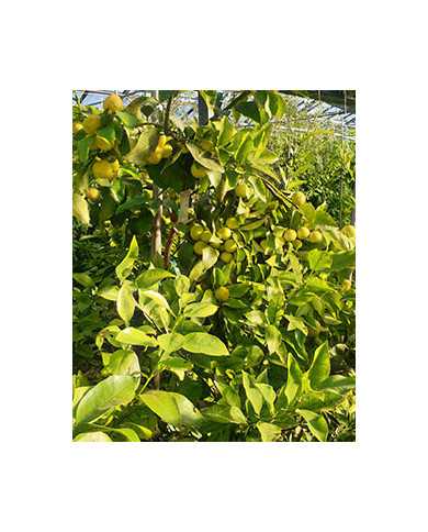 Bio Zitrus - Yuzu - Japanische Zitrone (*) Bio Zitrus - Yuzu - Japanische Zitrone (*)