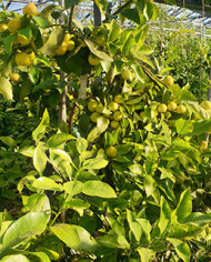 Bio Zitrus - Yuzu - Japanische Zitrone (*) Bio Zitrus - Yuzu - Japanische Zitrone (*)