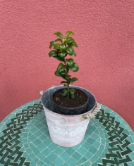 Bio Zitrus Ichang Papeda (*) Bio Zitrus Ichang Papeda (*)