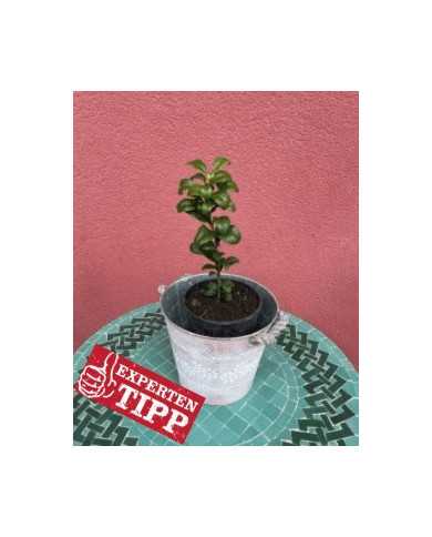 Bio Zitrus Ichang Papeda (*) Bio Zitrus Ichang Papeda (*)