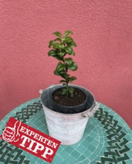 Bio Zitrus Ichang Papeda (*) Bio Zitrus Ichang Papeda (*)