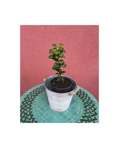 Bio Zitrus Ichang Papeda (*) Bio Zitrus Ichang Papeda (*)