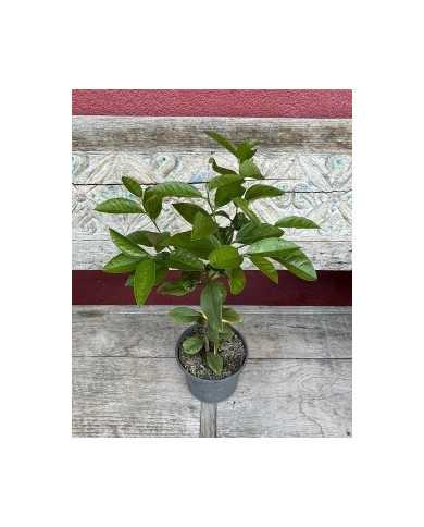 biozitruszitrone'meyerzitrone'