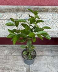 biozitruszitrone'meyerzitrone' biozitruszitrone'meyerzitrone'