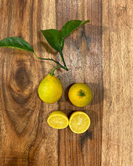 Bio Zitrus Zitrone, Citrangequat 'Thomasville' (**) Bio Zitrus Zitrone, Citrangequat 'Thomasville' (**)