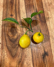 Bio Zitrus Zitrone, Citrangequat 'Thomasville' (**) Bio Zitrus Zitrone, Citrangequat 'Thomasville' (**)