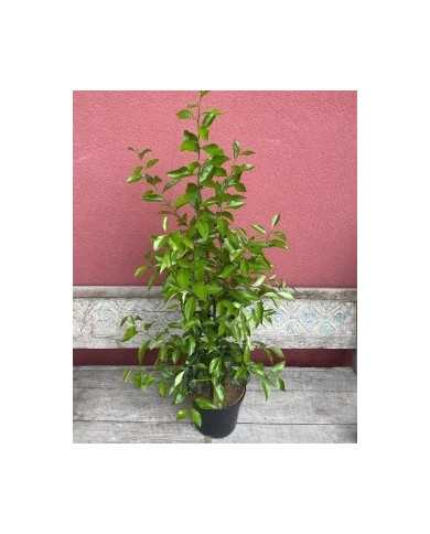 biozitruszitronenersatz