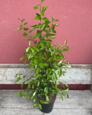 Bio Zitrus Zitronenersatz, 'Volkamerzitrone' (*)