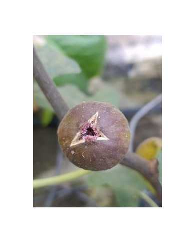 biofeigenbaummalcombsgiant