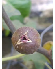 biofeigenbaummalcombsgiant biofeigenbaummalcombsgiant