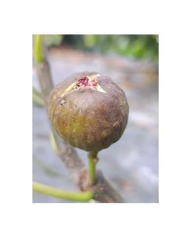 Bio Feigenbaum Malcombs Giant (*)