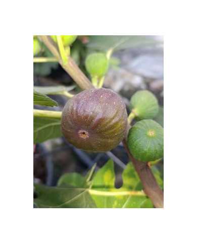 biofeigenbaummoscatelpreto