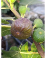 biofeigenbaummoscatelpreto biofeigenbaummoscatelpreto