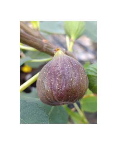 Bio Feigenbaum Moscatel Preto (**)