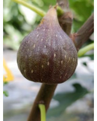 Bio Feigenbaum Moscatel Preto (**) Bio Feigenbaum Moscatel Preto (**)