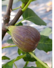 Bio Feigenbaum Moscatel Preto (**) Bio Feigenbaum Moscatel Preto (**)