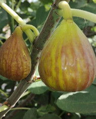 Bio Feigenbaum - BT Pötzleinsdorfer Perle