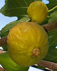 Bio Feigenbaum - BT Pötzleinsdorfer Perle