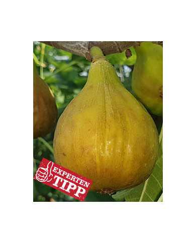 biofeigenbaum-btriversbrownturkey