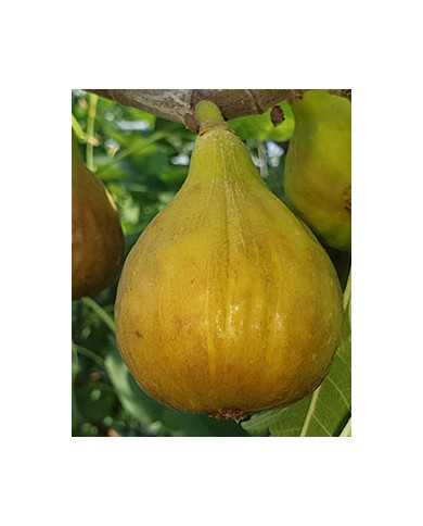 Bio Feigenbaum - BT Rivers Brown Turkey Bio Feigenbaum - BT Rivers Brown Turkey