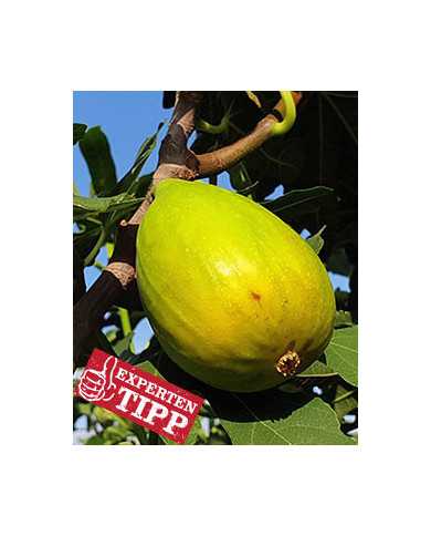 biofeigenbaum-dalmatie(baud)